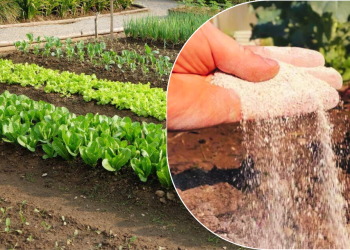 bicarbonat de sodiu in gradina