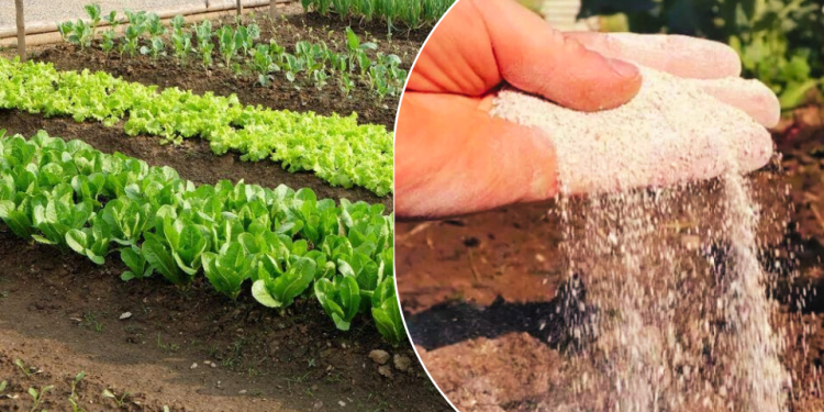 bicarbonat de sodiu in gradina