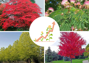 copaci cu crestere rapida