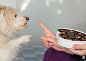 de ce sa nu dai ciocolata la caini