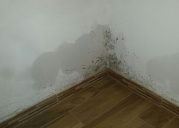 Cum să elimini mucegaiul și igrasia din casă