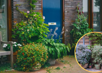 Știți care sunt cele mai rezistente plante de exterior? 10 plante de exterior care nu se tem de frig (sau chiar de caldura)