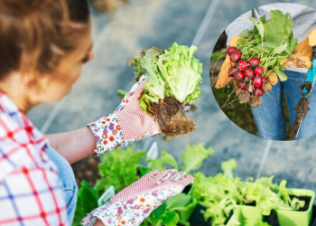 11 legume cele mai ușor de cultivat de-a lungul anului