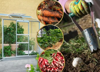 Ce legume sau plante si flori să plantezi în martie