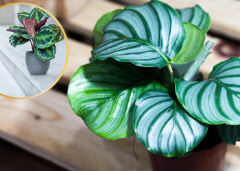 Totul despre Calathea, o plantă tropicală greu de cultivat, dar foarte decorativă